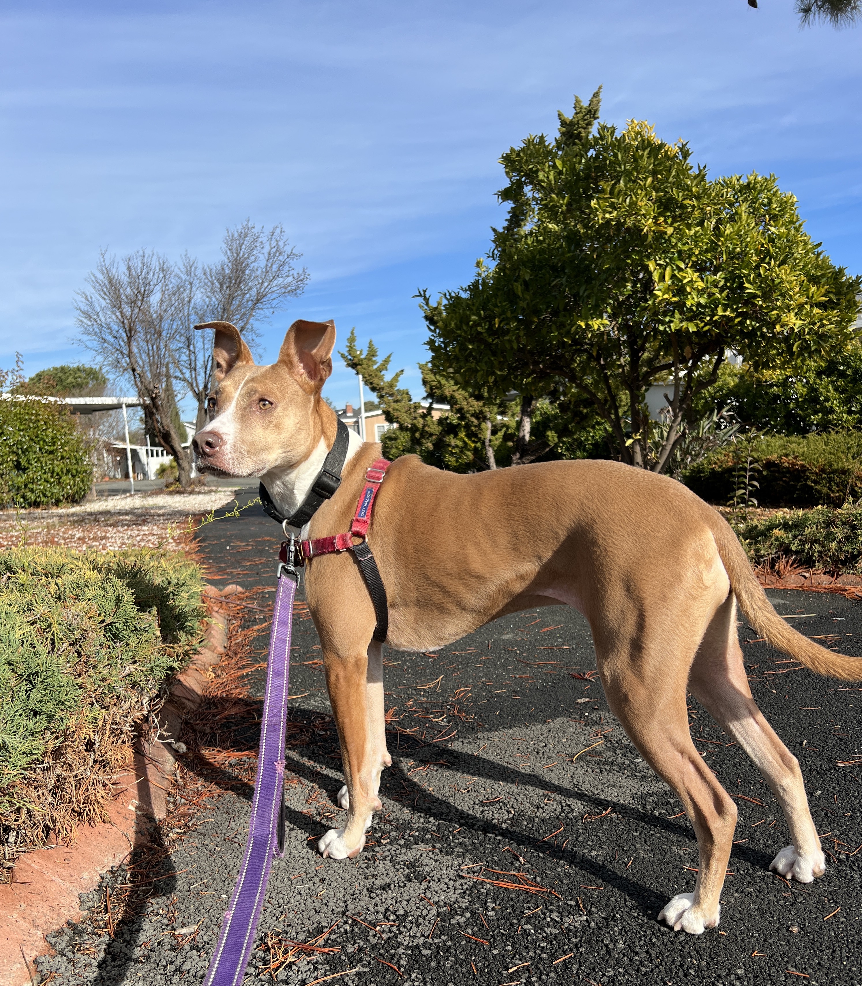 walking the dog